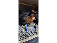 Sultanbeyli Satilik Tavuk Cinsleri Ve Fiyatlari Sahibinden Com Da Sultanbeyli Satilik Tavuk Cinsleri Ve Fiyatlari Sahibinden Com Da