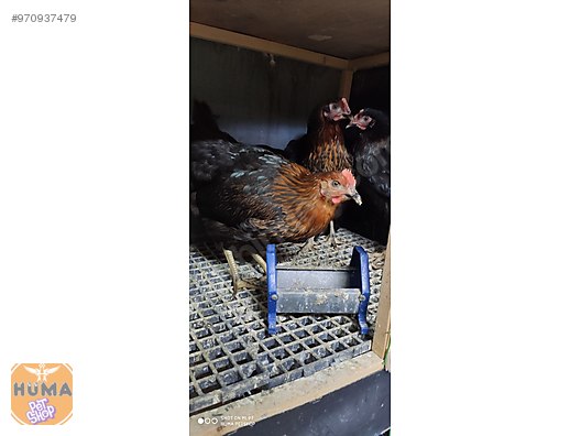 Istanbul Sultanbeyli Huma Petshop Hayvanlar Alemi Ilanlari Sahibinden Com Da Istanbul Sultanbeyli Huma Petshop Hayvanlar Alemi Ilanlari Sahibinden Com Da