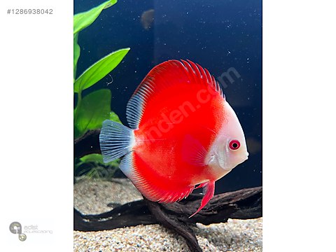Cichlidler / Discus / Discus 