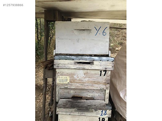 Hayvanlar Alemi / Böcekler / Arı