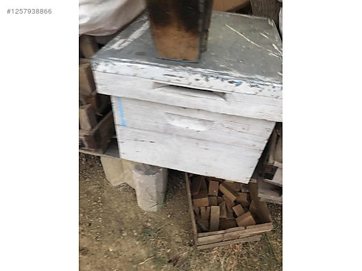 Hayvanlar Alemi / Böcekler / Arı