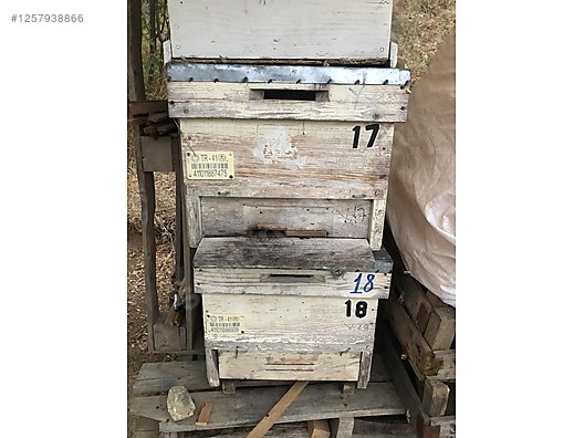 Hayvanlar Alemi / Böcekler / Arı