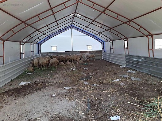 Pets & Livestock / Accessories / Large & Small Livestock