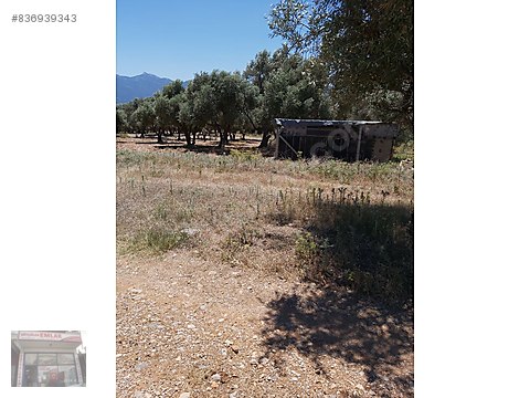 Izmir Kemalpasa Sutculerde Satilik Zeytinlik Satilik Arsa Ilanlari Sahibinden Com Da 836939343