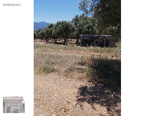 Izmir Kemalpasa Sutculerde Satilik Zeytinlik Satilik Arsa Ilanlari Sahibinden Com Da 836939343