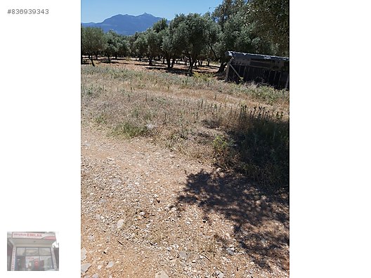Izmir Kemalpasa Sutculerde Satilik Zeytinlik Satilik Arsa Ilanlari Sahibinden Com Da 836939343