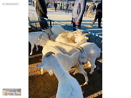 Pets & Livestock / Small Livestock / Goats