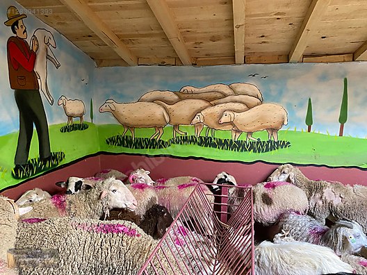 Pets & Livestock / Small Livestock / Sheep