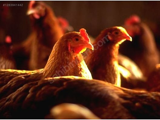 Pets & Livestock / Poultry & Fowl / Chickens