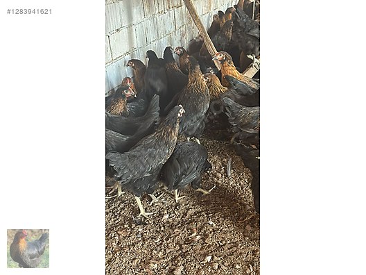 Hayvanlar Alemi / Kümes Hayvanları / Tavuk