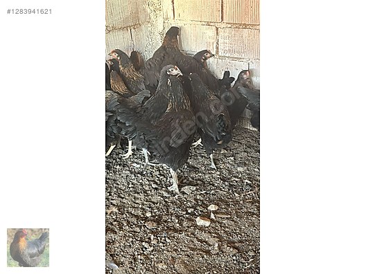 Hayvanlar Alemi / Kümes Hayvanları / Tavuk