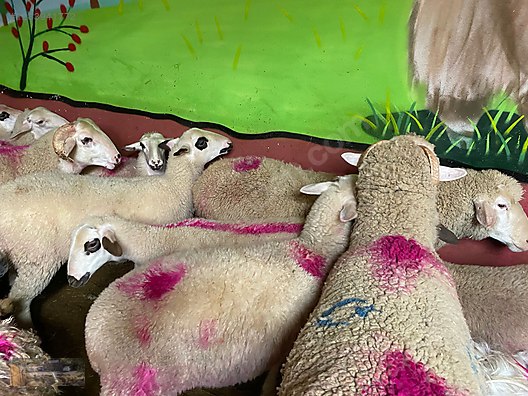 Pets & Livestock / Small Livestock / Rams