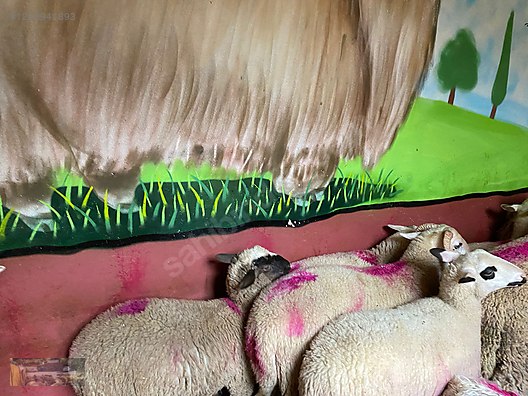 Hayvanlar Alemi / Küçükbaş Hayvanlar / Kuzu