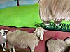Pets & Livestock / Small Livestock / Lambs