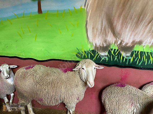 Pets & Livestock / Small Livestock / Lambs