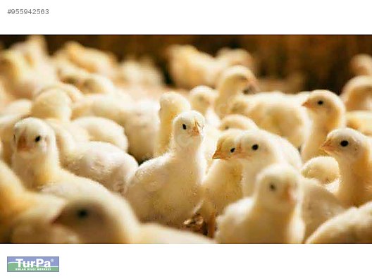 Satilik Tavuk Ciftligi Sahibinden Comda 955942563