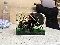 Cenedese cam Murano 2,7 kg Cam Heykel