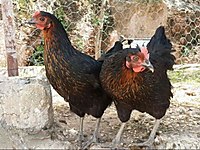 Satilik Kumes Hayvanlari Ilanlari Sahibinden Com