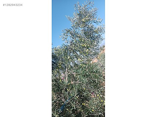 İkinci El ve Sıfır Alışveriş / Yiyecek & İçecek / Şarküteri / Zeytinyağı