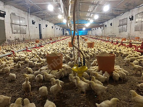 konum olarak emsalsiz tavuk ciftligi sahibinden comda 976945031