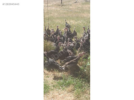 Pets & Livestock / Poultry & Fowl / Turkeys