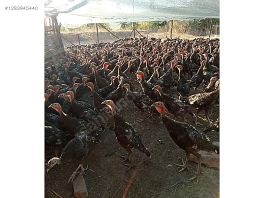Pets & Livestock / Poultry & Fowl / Turkeys