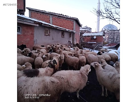 koyun satilik 63 adet merinos karayaka karisik koyun son fiyat sahibinden comda 972945573