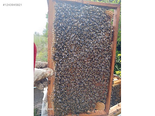 Hayvanlar Alemi / Böcekler / Arı