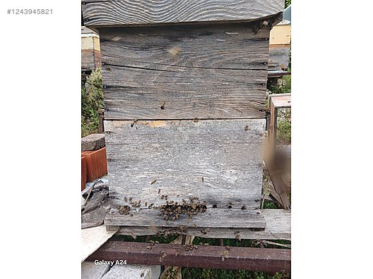 Hayvanlar Alemi / Böcekler / Arı