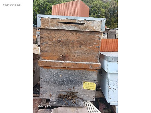 Hayvanlar Alemi / Böcekler / Arı