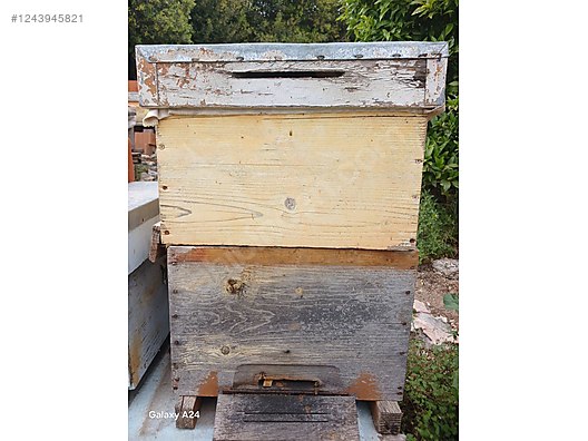 Hayvanlar Alemi / Böcekler / Arı