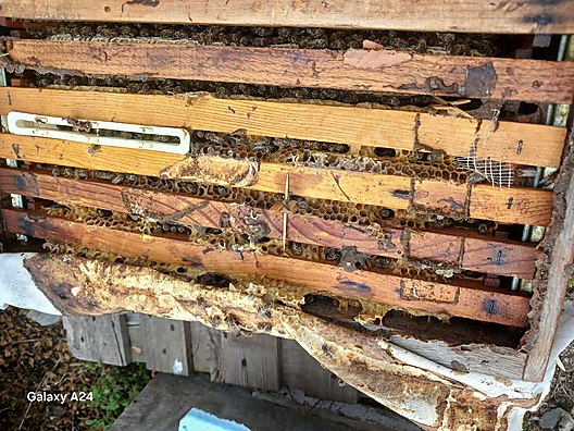 Hayvanlar Alemi / Böcekler / Arı