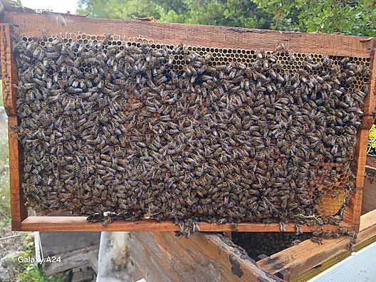 Hayvanlar Alemi / Böcekler / Arı