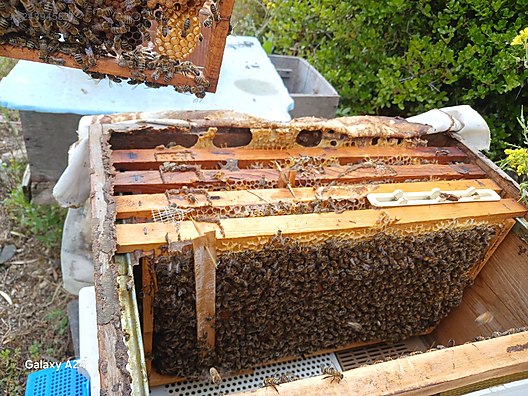 Hayvanlar Alemi / Böcekler / Arı