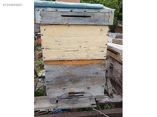 Hayvanlar Alemi / Böcekler / Arı