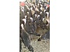 Pets & Livestock / Poultry & Fowl / Turkeys