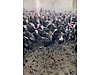 Pets & Livestock / Poultry & Fowl / Turkeys