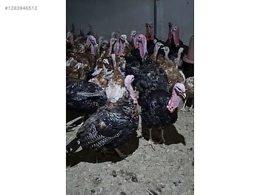 Pets & Livestock / Poultry & Fowl / Turkeys