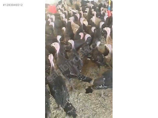 Pets & Livestock / Poultry & Fowl / Turkeys