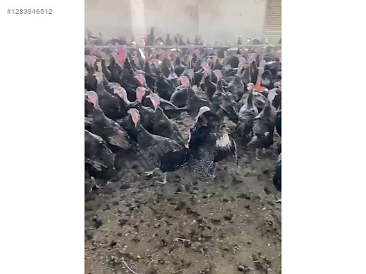 Pets & Livestock / Poultry & Fowl / Turkeys