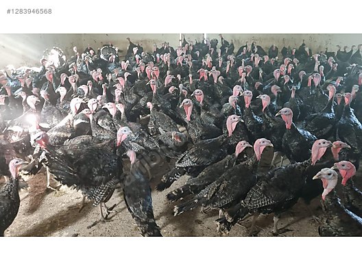 Pets & Livestock / Poultry & Fowl / Turkeys