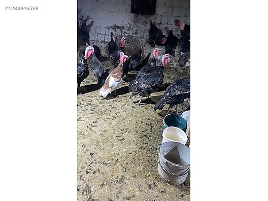 Pets & Livestock / Poultry & Fowl / Turkeys