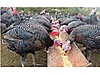 Pets & Livestock / Poultry & Fowl / Turkeys