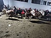 Pets & Livestock / Poultry & Fowl / Turkeys