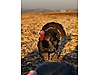 Pets & Livestock / Poultry & Fowl / Turkeys