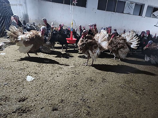 Pets & Livestock / Poultry & Fowl / Turkeys