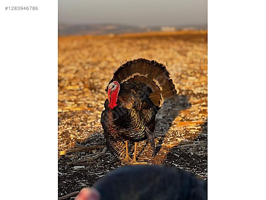 Pets & Livestock / Poultry & Fowl / Turkeys