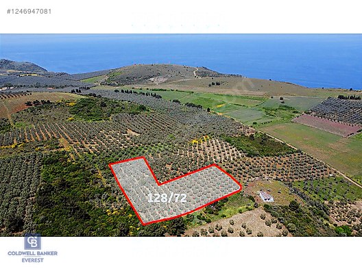 CB EVEREST'TEN MUDANYA HALİLBEY'DE SATILIK BAKIMLI ZEYTİNLİK #1246947081