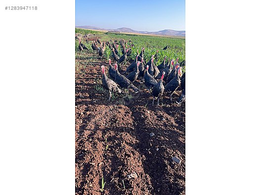 Pets & Livestock / Poultry & Fowl / Turkeys