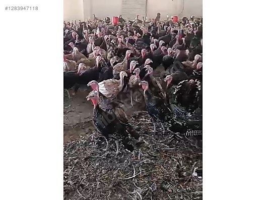 Pets & Livestock / Poultry & Fowl / Turkeys